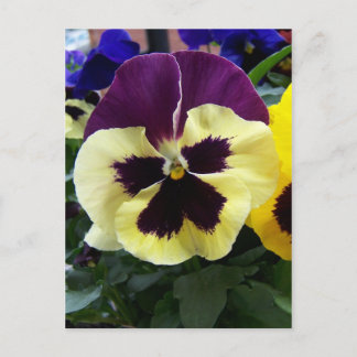 Farbige Pansy Postkarte