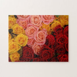 Farbige Rose