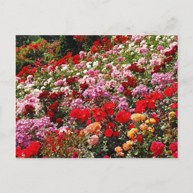 Farbige Rose Gartenaufdruck Postkarte (Vorderseite)
