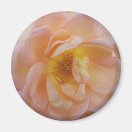 Farbige Rose Magnet