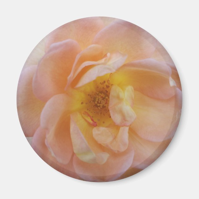 Farbige Rose Magnet (Vorne)