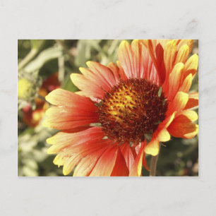 Farbige Sonnige Decken-Blumen Gaillardia Foto Postkarte