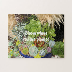 Farbige Sukkulente mit Silbergras