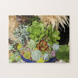 Farbige Sukkulturen mit Silbergras