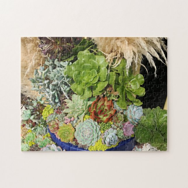 Farbige Sukkulturen mit Silbergras (Horizontal)