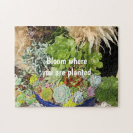 Farbige Sukkulturen mit Silbergras