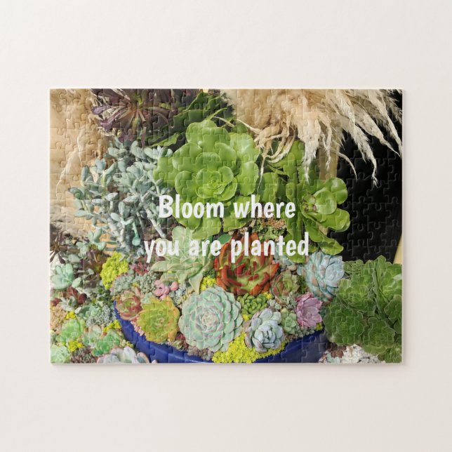 Farbige Sukkulturen mit Silbergras (Horizontal)