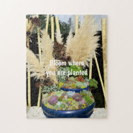 Farbige Sukkulturen mit Silbergras