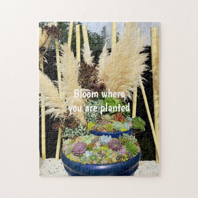 Farbige Sukkulturen mit Silbergras (Vertikal)