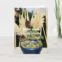 Farbige Sukkulturen mit Silbergras