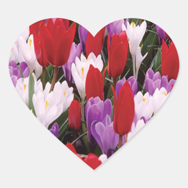 Farbige Tulip-Blume Aufkleber (Vorderseite)