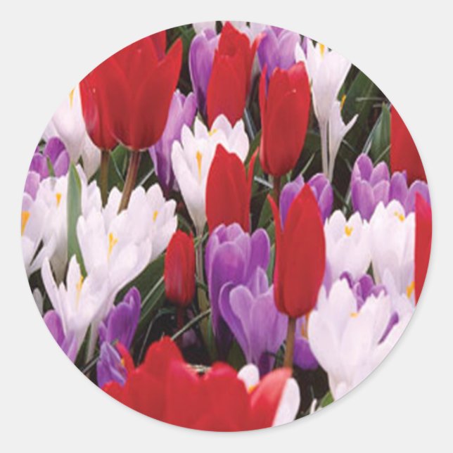 Farbige Tulip-Blume Aufkleber (Vorderseite)