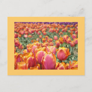 Farbige Tulip Blume Postkarten Tulip Custom