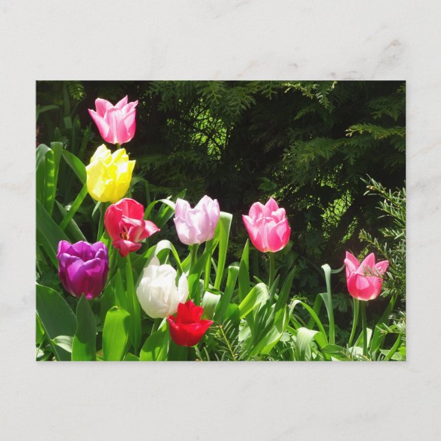 Farbige Tulips DIY Postkarte (Vorderseite)