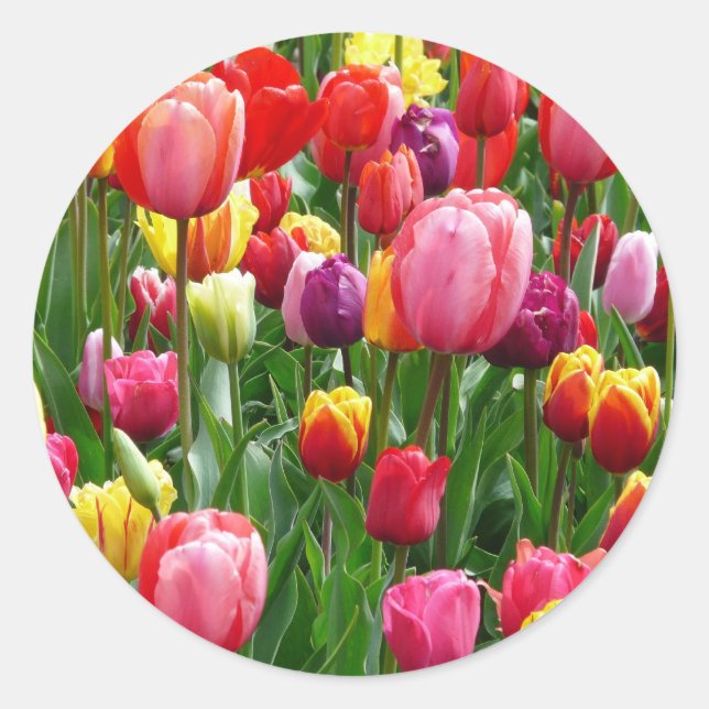 Farbige Tulips Runder Aufkleber (Vorderseite)
