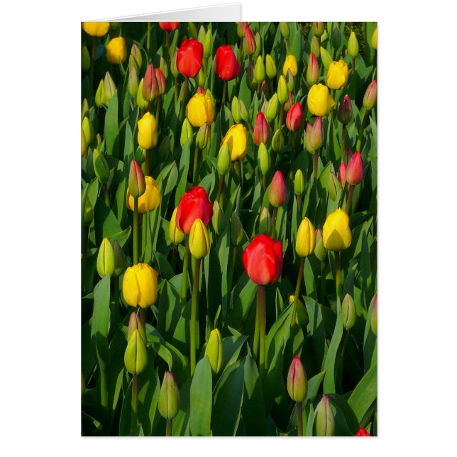 Farbige Tulips - Vertikal (Vorne)