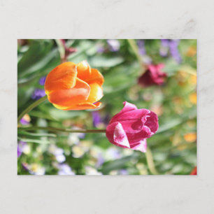 Farbige Tulpen Botanische Postkarte