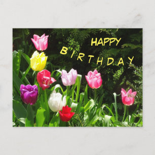 Farbige Tulpen Frohe Geburtstag Text Postkarte