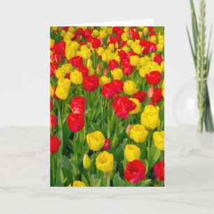 Farbige Tulpen III - Vertikal Karte