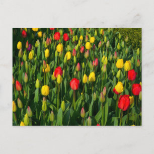 Farbige Tulpen Postkarte