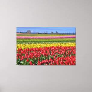 Farbige Tulpenlandschaft Leinwanddruck