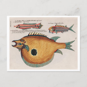 Farbige und surreale Abbildungen von Fischen Postkarte