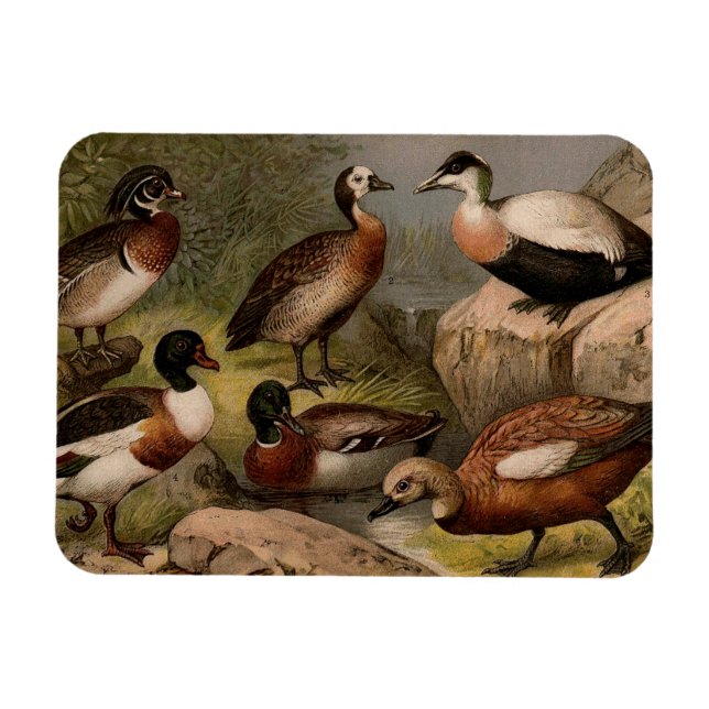 Farbige Vintage Entenmalerei Magnet (Horizontal)