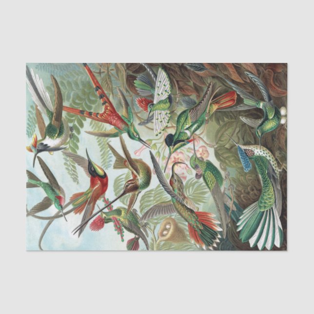 Farbige Vögel von Ernst Haeckel Poster Seidenpapier (Vorderseite)