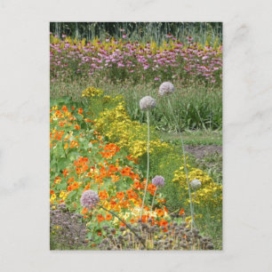 Farbige Wildblumen Feld DIT Postkarte