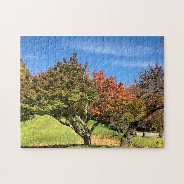 Farbiger Ahornbaum im Herbst (Horizontal)