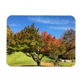 Farbiger Ahornbaum im Herbst Magnet