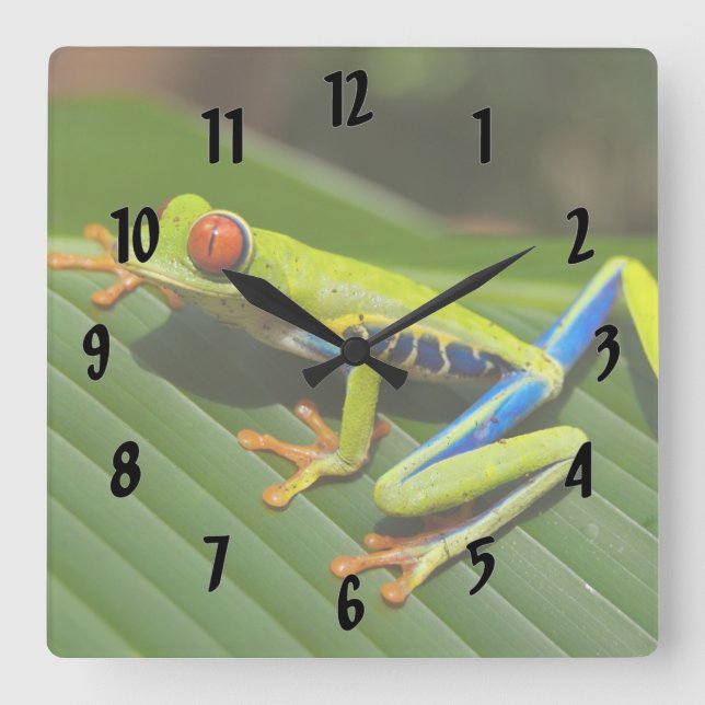 Farbiger Baumfrosch Quadratische Wanduhr (Vorderseite)