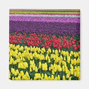 Farbiger Federtulips-Magnet Magnet