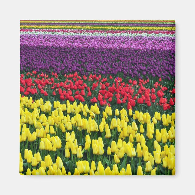 Farbiger Federtulips-Magnet Magnet (Vorne)
