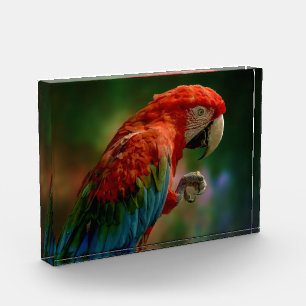 Farbiger Papagei Fotoblock