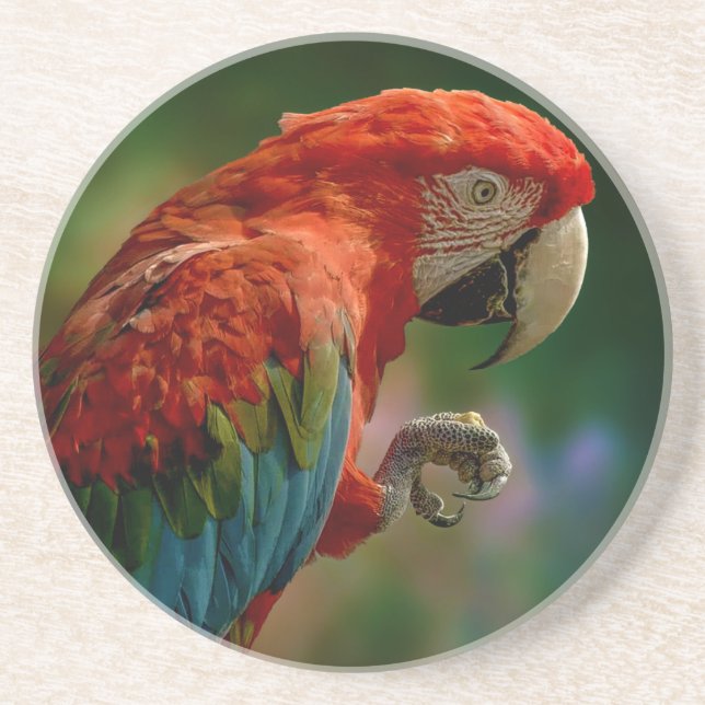 Farbiger Papagei Getränkeuntersetzer (Vorne)