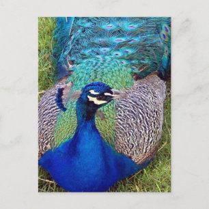 Farbiger Pfau Postkarte