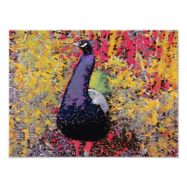 Farbiger Pfauenvogel Fotodruck (Vorne)
