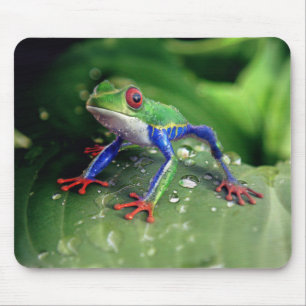 Farbiger Rotschaumfrosch auf Blätter der Pflanze Mousepad