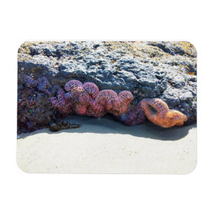 Farbiger Starfish am Bob Creek, OR Magnet