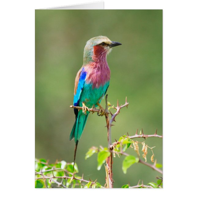 Farbiger Vogel (Vorne)