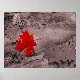 Farbiges Blatt auf Schwarzweiss-Foto Poster