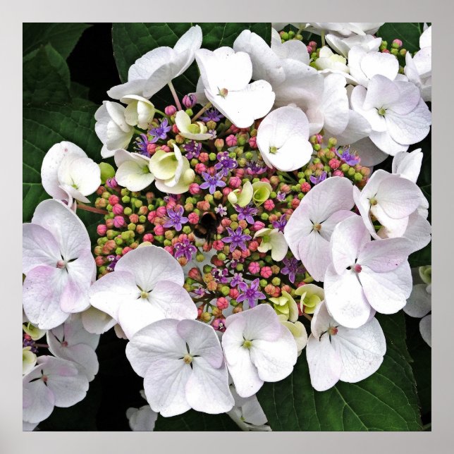 Farbiges Center White Lacecap Hydrangea Poster (Vorne)