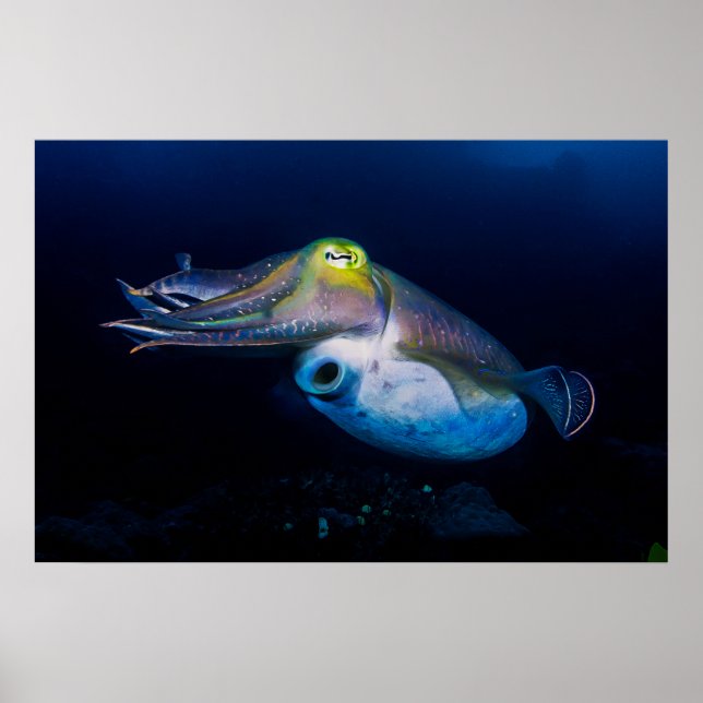 Farbiges Cuttlefish Poster (Vorne)