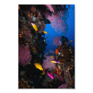 Farbiges Korallenmeer Foto Print