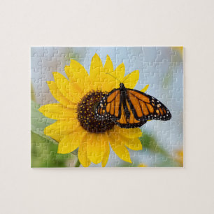 Farbiges Monarch Butterfly Sonnenblumen Foto