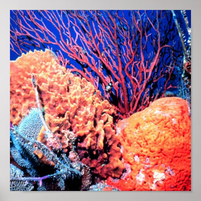 Farbiges Sea Sponge Poster 15x15 (Vorne)
