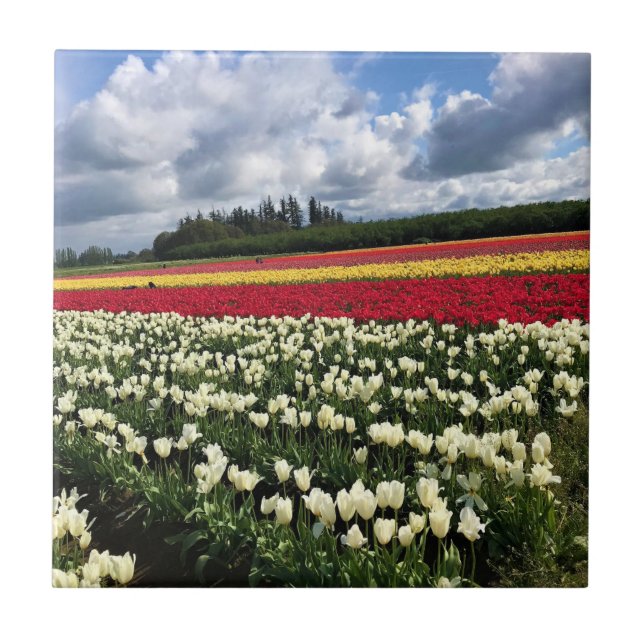 Farbiges Tulip Field, Oregon Fliese (Vorderseite)