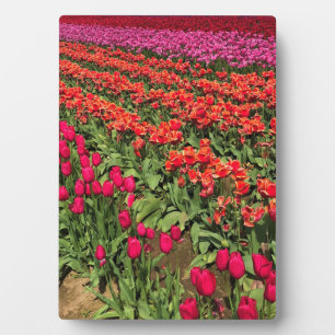Farbiges Tulip Field, Oregon Fotoplatte