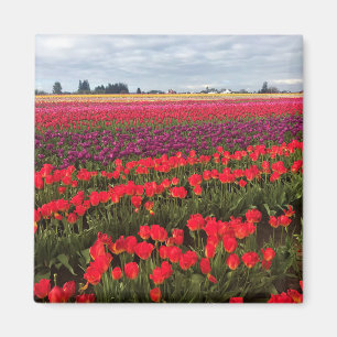 Farbiges Tulip Field, Waldbrand, Oregon Magnet